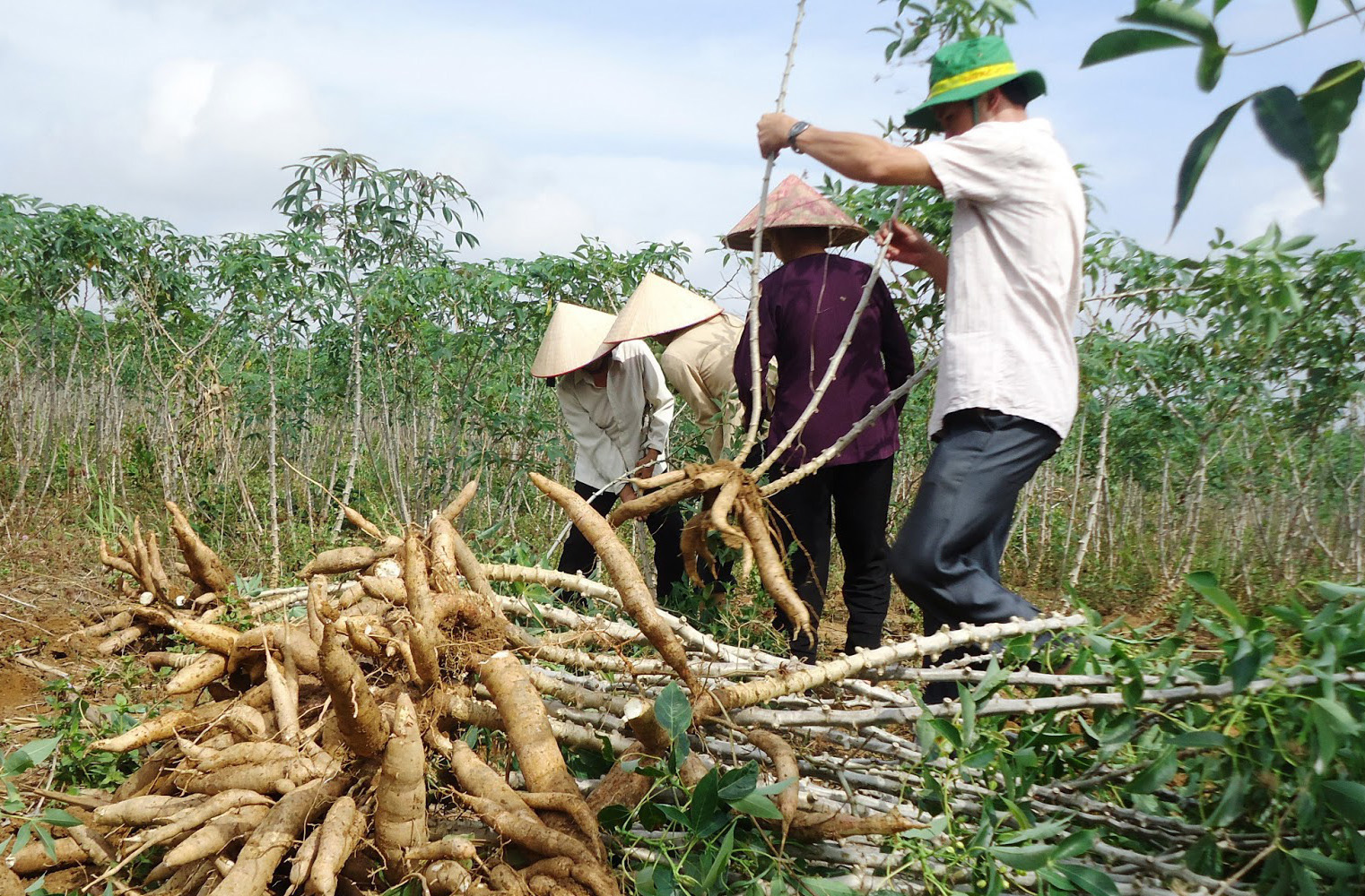 Au 1er semestre les exportations de manioc rapportent plus de 611 millions USD
